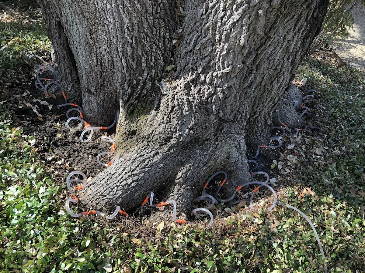 Detailed Tree Cabling and Bracing job site in Hardy