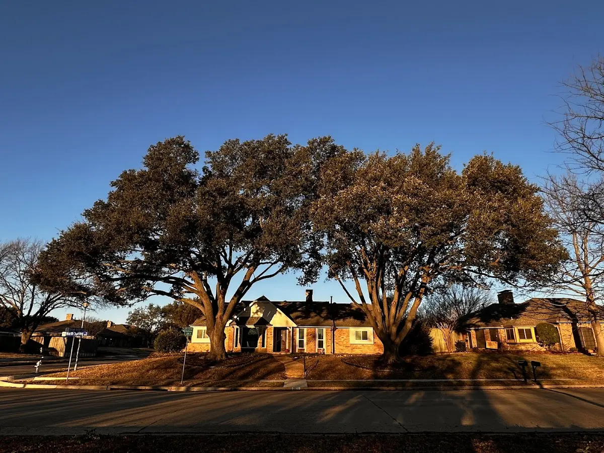 Established residential canopy tree shading a home in Hardy